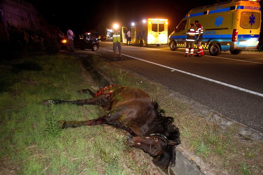 20 heridos tras volcar un autobús al chocar con un caballo
