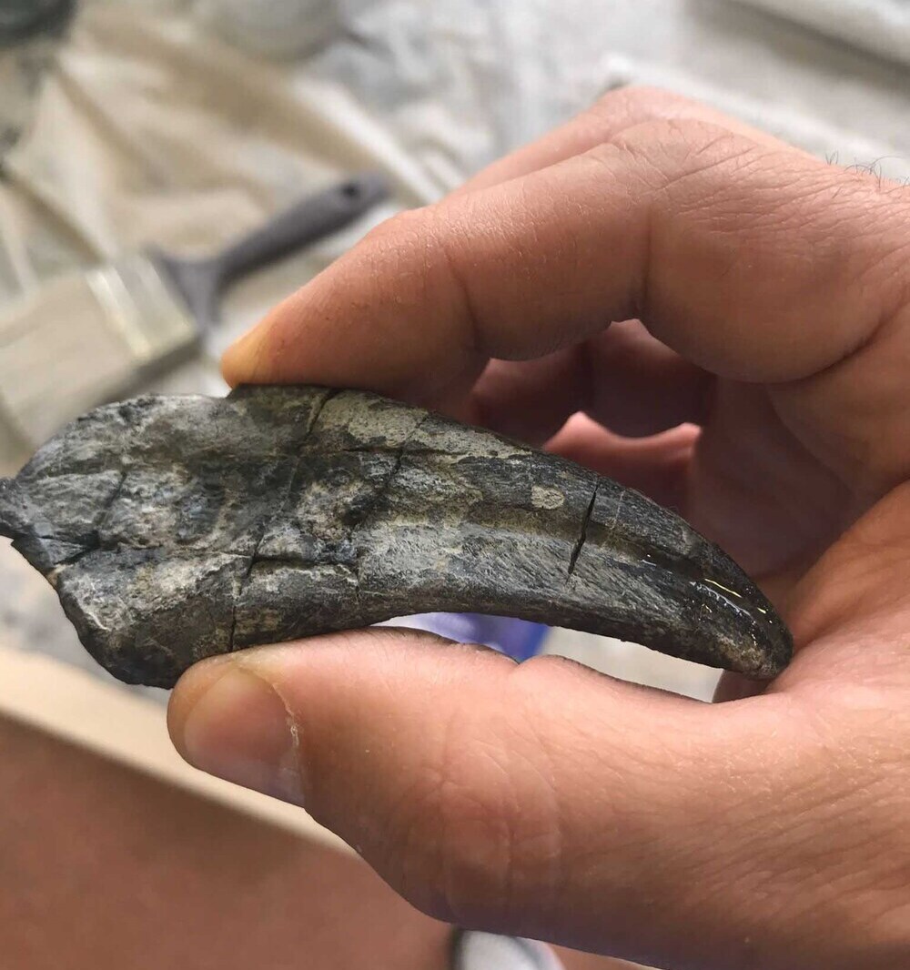 En la imagen, una de las garras fósiles que han recuperado en el Centro de Interpretación de Igea.