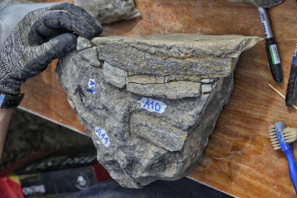 Imagen de un bloque con restos fósiles de la excavación paleontológica.