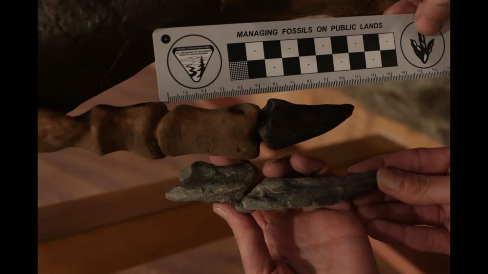 En la imagen, la comparación de los fósiles de la falange de ‘Garras’ (en la mano) con la reproducción de la de otro ejemplar carnívoro distinto, donde se aprecia el mayor tamaño de los huesos del primero