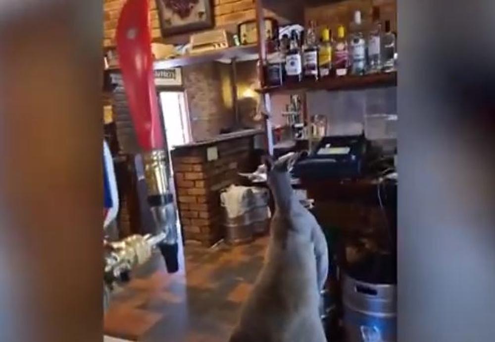 Un canguro tras la barra del bar