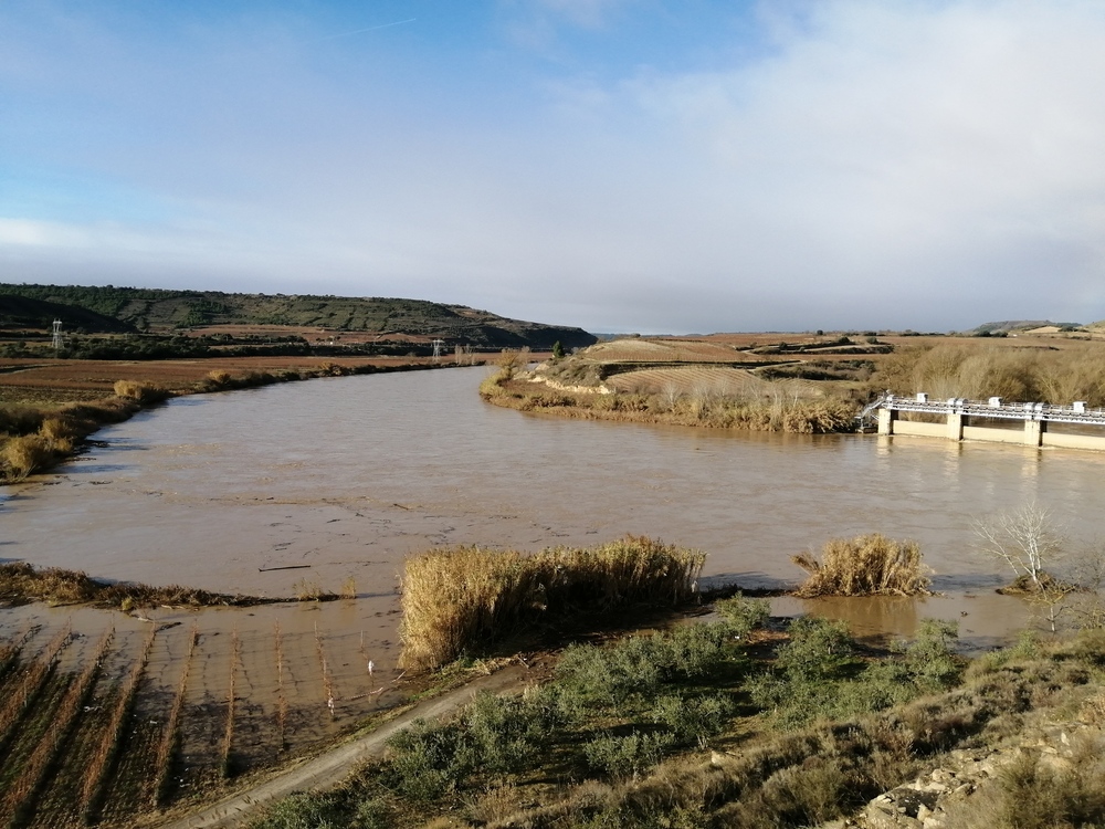 El cauce inunda algunas viñas en el meandro que forma el Ebro entre la presa de El Cortijo y Fuenmayor.  / EL DÍA