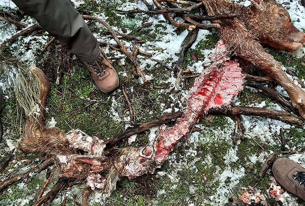 Restos de un ternero matado por los lobos.