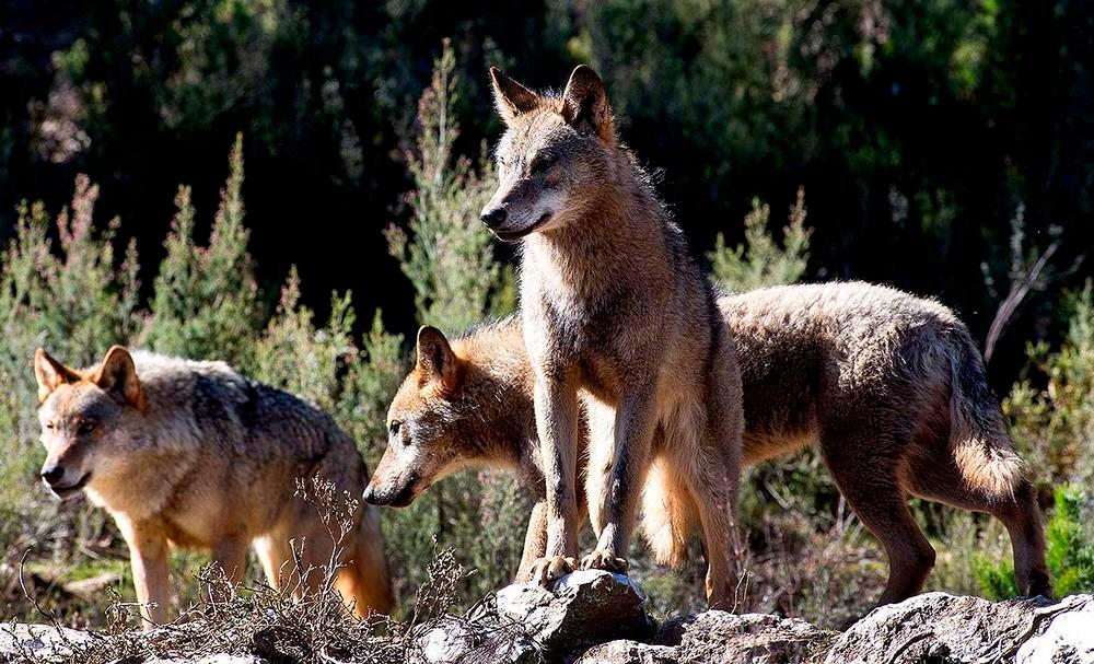 Un grupo de lobos ibéricos.