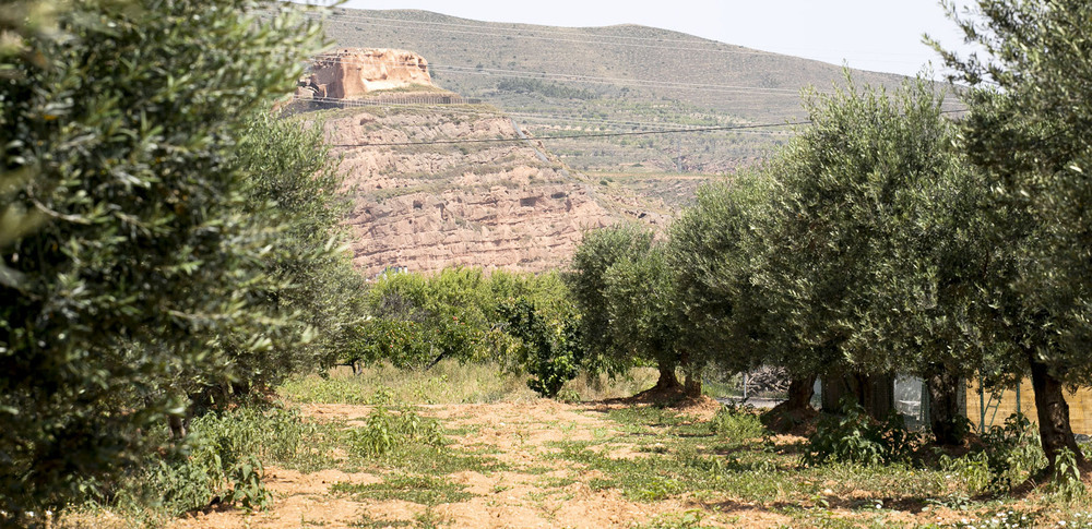 El calor castiga al olivo con pérdidas de producción de hasta el 60% en  secano | Noticias El Día de la Rioja