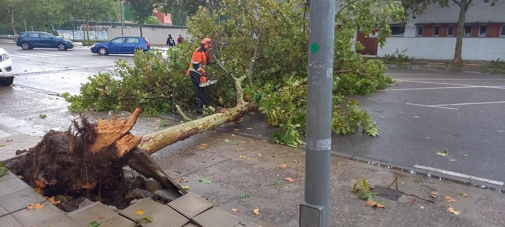 Un bombero corta el tronco de un árbol caído durante la tormenta en Arnedo, que ha provocado el corte de la carretera.