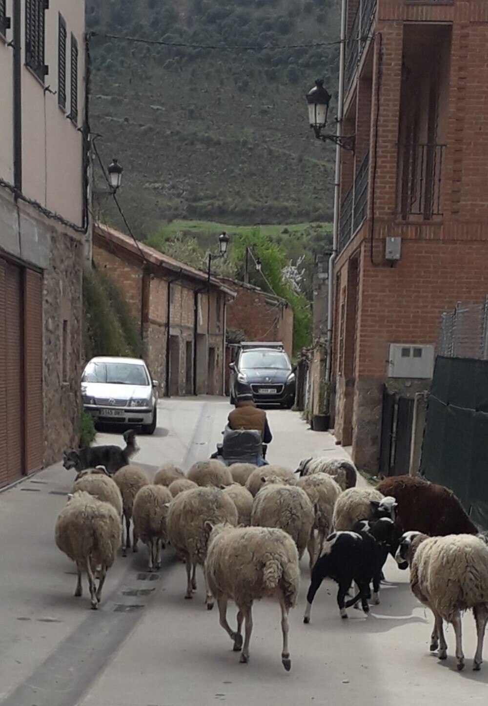 A bordo de su escúter, conduce a las ovejas por el pueblo.