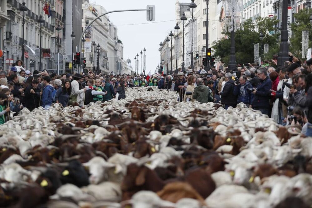 Más de mil ovejas y cabras 'toman' Madrid