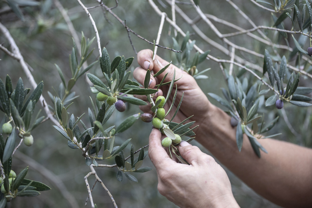 Tiempos inciertos para el aceite de oliva