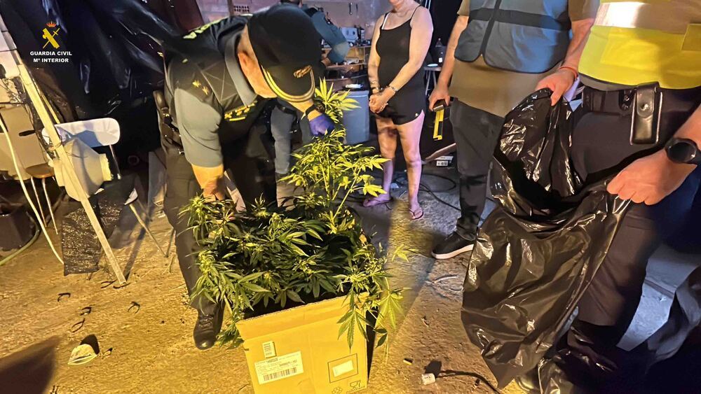 Agentes de la Guardia Civil recogen plantas de marihuana, en la operación Garza. 