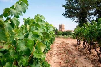 Extraordinaria sanidad del viñedo  y se prevé cosecha moderada