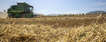 El conflicto encarece el precio del trigo un 27%