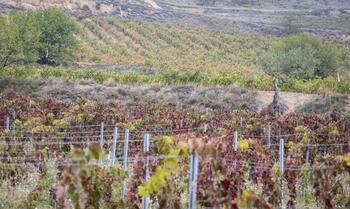 Agricultura avala la exclusividad de viñedo en Rioja