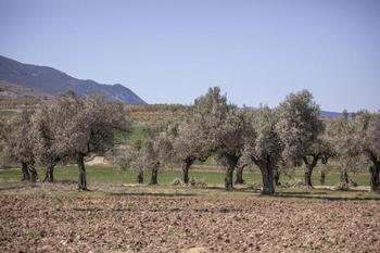Roban 6.000 kilos de oliva en una semana en Ausejo y Cervera
