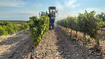 La vendimia de uva blanca arranca en una semana en Aldeanueva