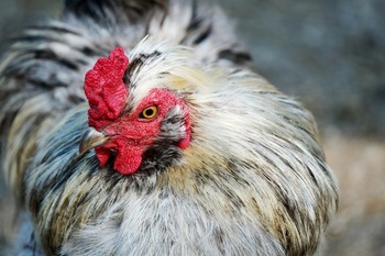 Reino Unido detecta un contagio humano de gripe aviar A