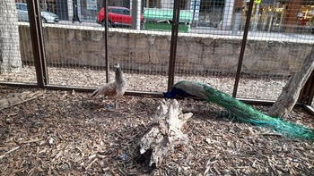 El parque del Carmen vuelve a tener una pareja de pavos reales