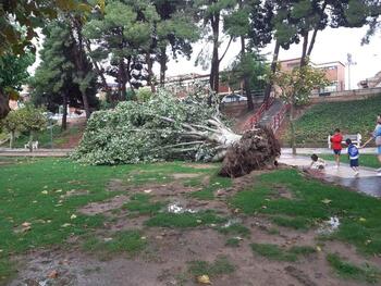 La tormenta de Alfaro arranca un árbol enorme junto al colegio