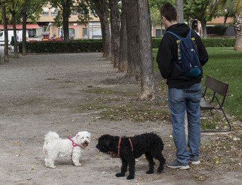 Logroño permitirá el acceso de mascotas a las bodas civiles