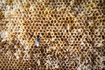 Cada hora se consumen de media 22 kilos de miel en La Rioja