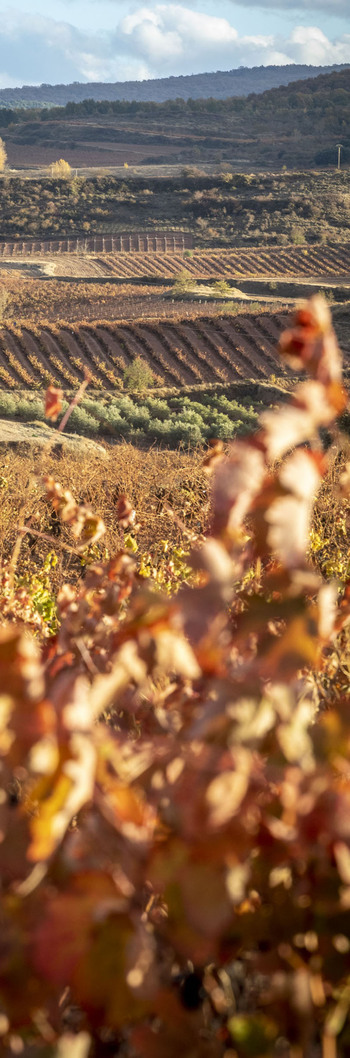 El Ministerio permite a Rioja la exclusividad de sus viñas