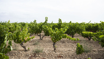 Acelera la maduración con 2 millones de kilos de uva recogidos
