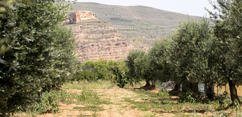 El calor castiga al olivo y merma producción en un 60%