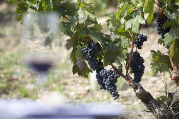 'Por La Rioja' quiere diferenciar las uvas cogidas a mano