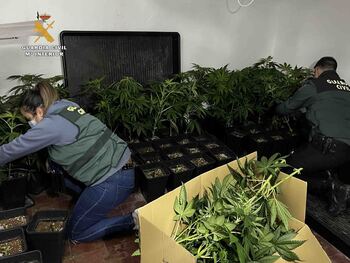 Detenido por cultivar marihuana en una casa okupada