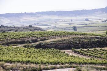 El seguro de uva bajará menos en La Rioja que en España