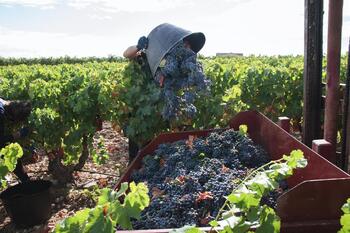 Agricultura reconoce 12 nuevos viñedos singulares en Rioja