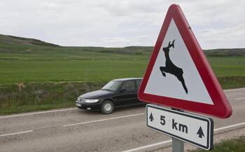 La fauna provocó 300 accidentes en  La Rioja en 2021