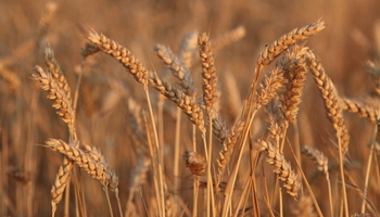 El trigo de ahora produce más y necesita menos fitosanitario