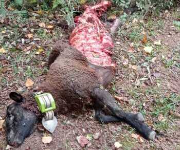 Denuncian la muerte de dos ovejas en Castroviejo por el lobo