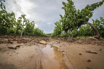 La crudeza del pedrisco afecta a 13.200 hectáreas en La Rioja