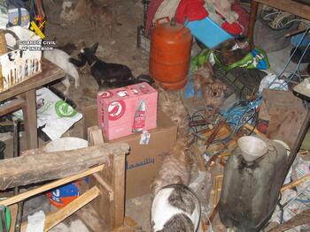 El Seprona rescata 14 perros abandonados en una vivienda