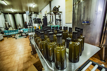 La producción de aceite de oliva rebaja las peores previsiones