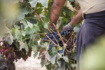 Los viticultores riojanos, el mayor beneficio por hectárea