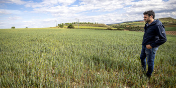 La sequía acaba con el 70% del cereal de Rioja Baja y Media