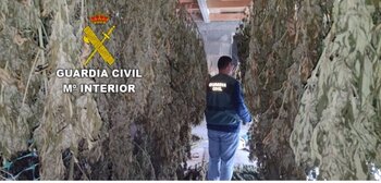 Dos detenidos por cultivo ilegal y distribución de cannabis