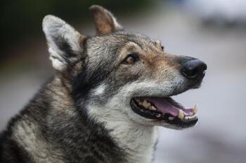 Los Ecologistas denuncian manipulación de datos sobre el lobo