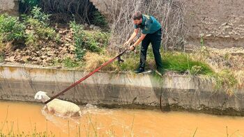 La Guardia Civil rescata a una oveja atrapada en una acequia
