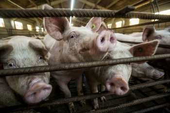 Piden frenar las importaciones de porcino