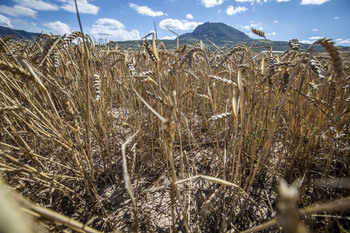 El 65% del cereal asegurado ya ha presentado parte de sequía