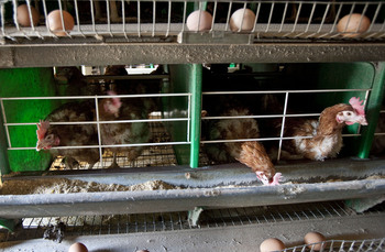 Publicada la nueva normativa de bienestar animal en granjas