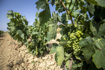UAGR-COAG quiere recuperar la rentabilidad de los viticultores