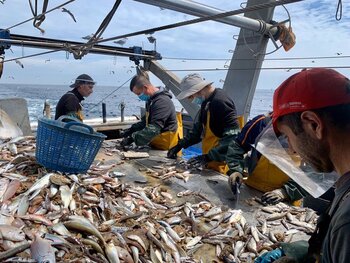 Europa ofrece soluciones al cierre pesquero del Golfo de Vizcaya